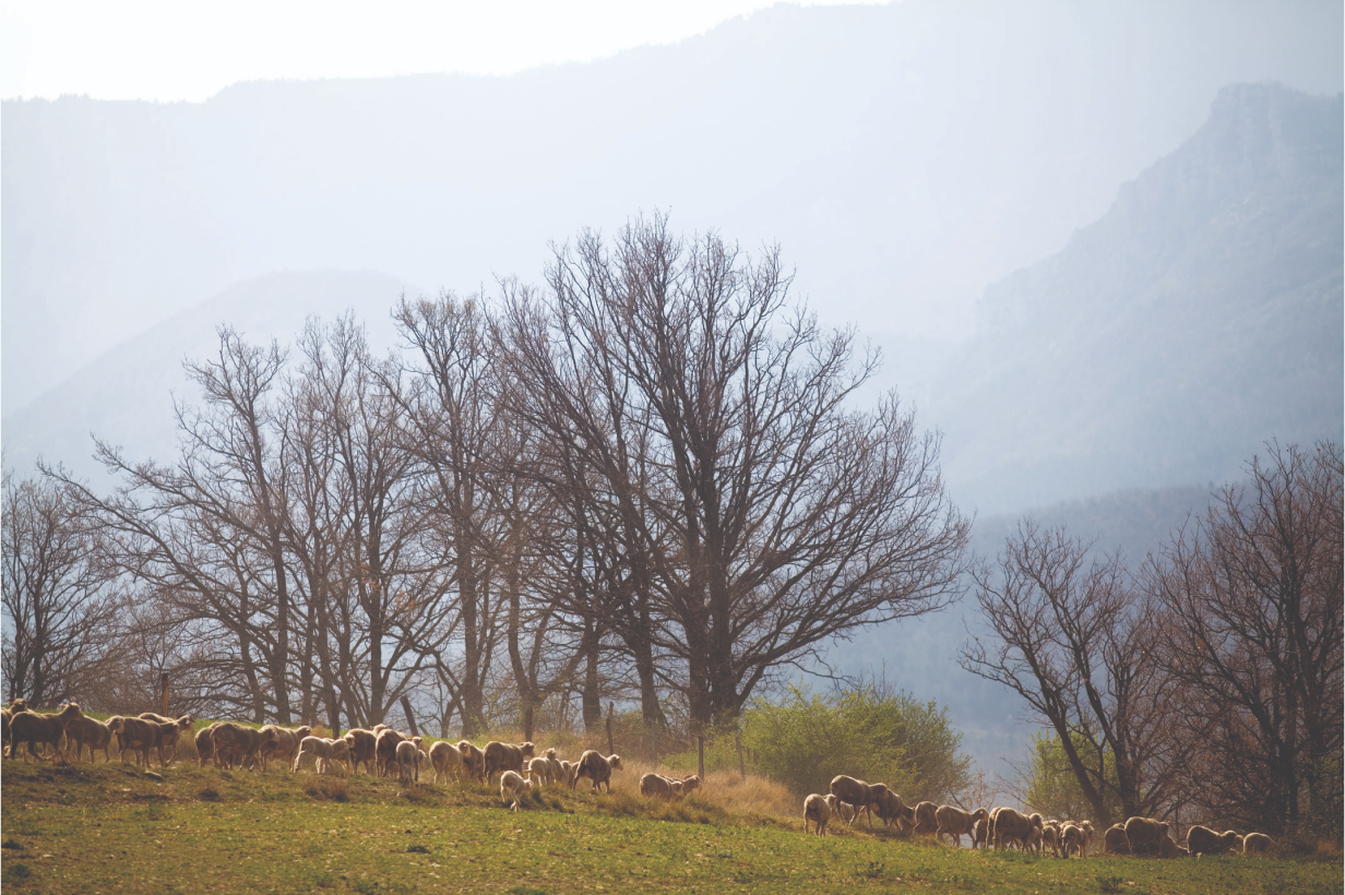 Rebaño de ovejas pastando por la pradera